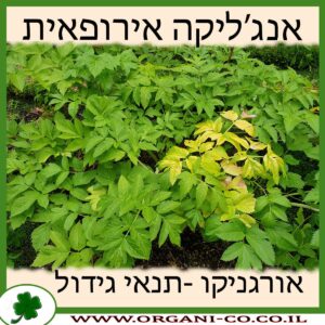 אנג’ליקה אירופאית