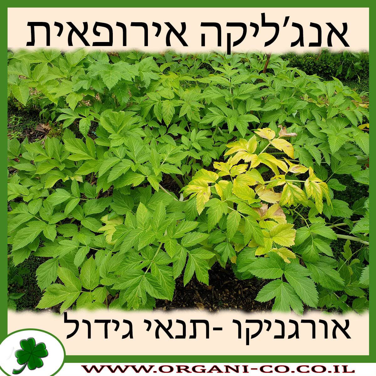 אנג’ליקה אירופאית