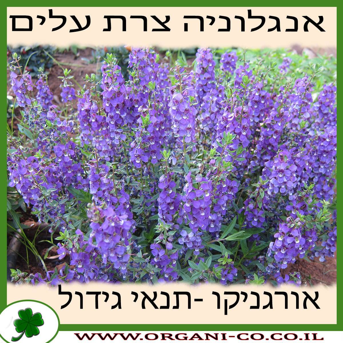 אנגלוניה צרת עלים גידול צמח
