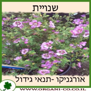 שנויית