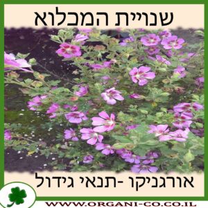 שנויית המכלוא