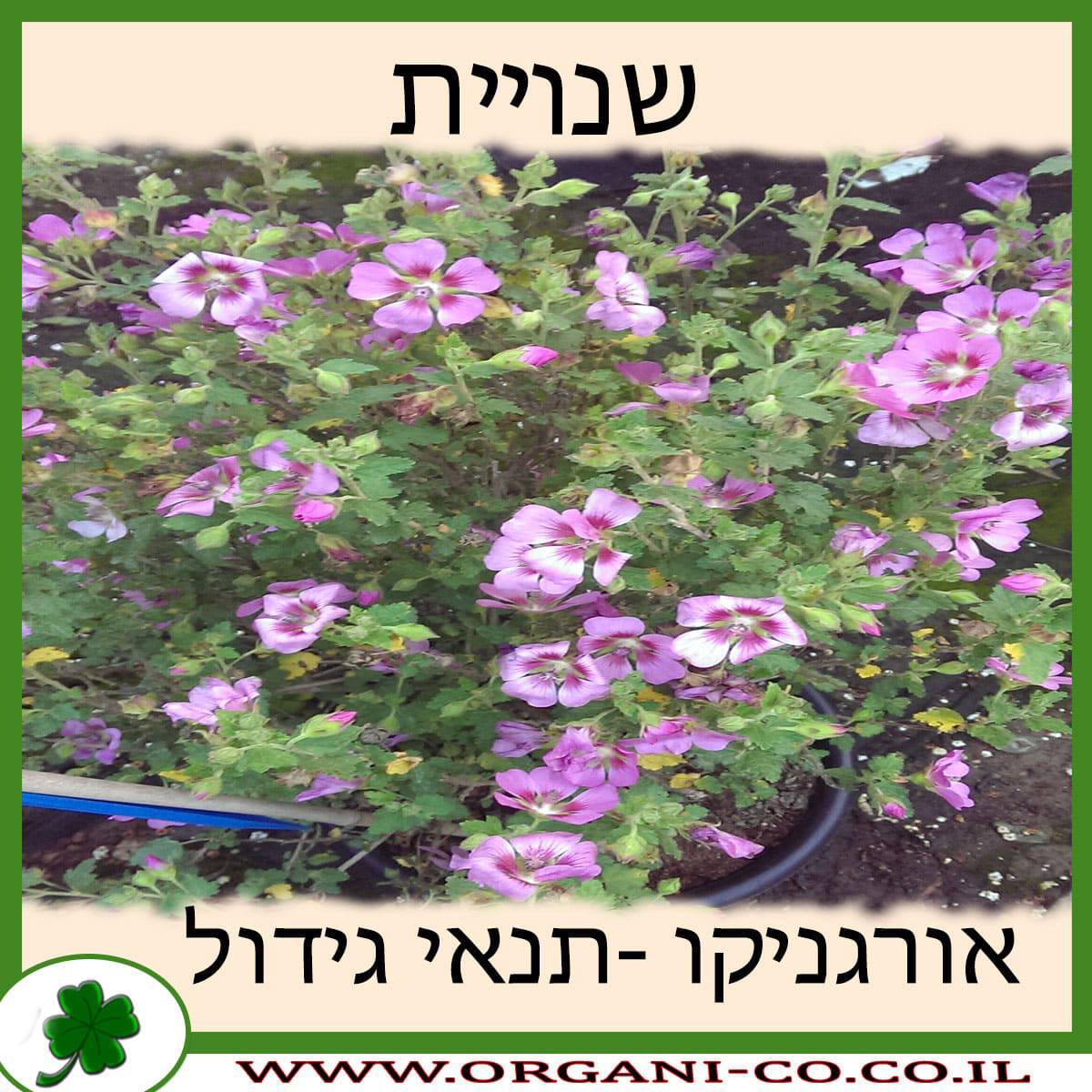 שנויית