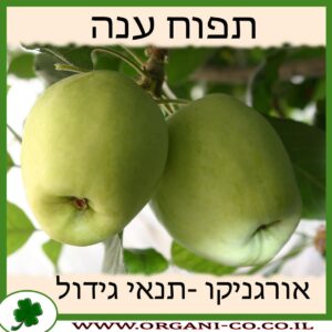 תפוח ענה גידול צמח