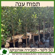 תפוח ענה 50 ליטר למכירה - מחיר