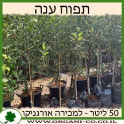 תפוח ענה 50 ליטר