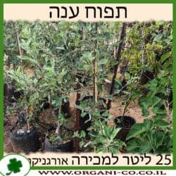 תפוח ענה 25 ליטר