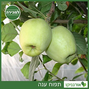 תפוח ענה - למכירה - מחיר