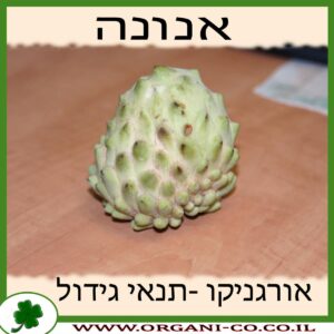 אנונה גידול צמח