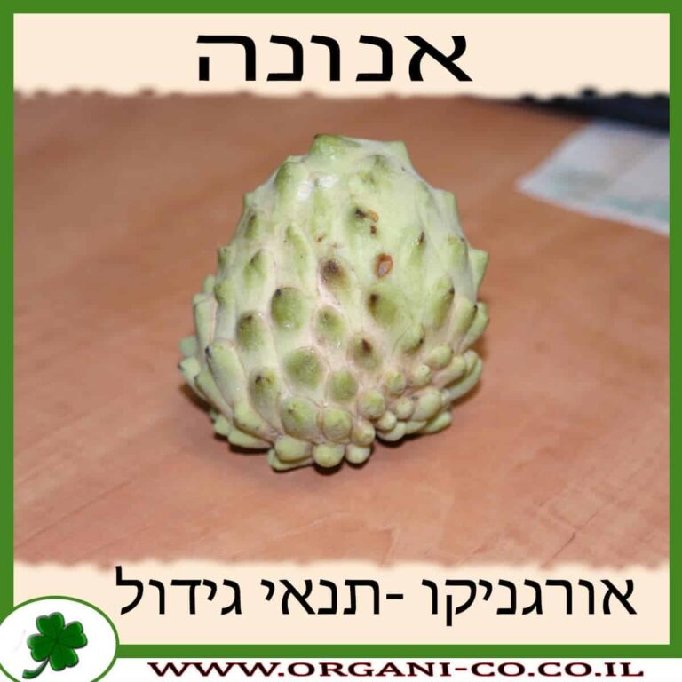 אנונה עץ אנונה גידול צמח