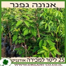 אנונה קשקשית (גפנר) 25 ליטר