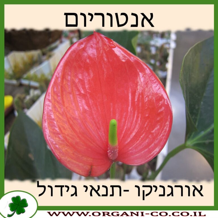אנטוריום אנטוריום