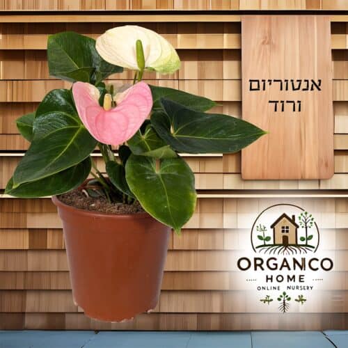 אנטוריום ורוד למכירה - מחיר