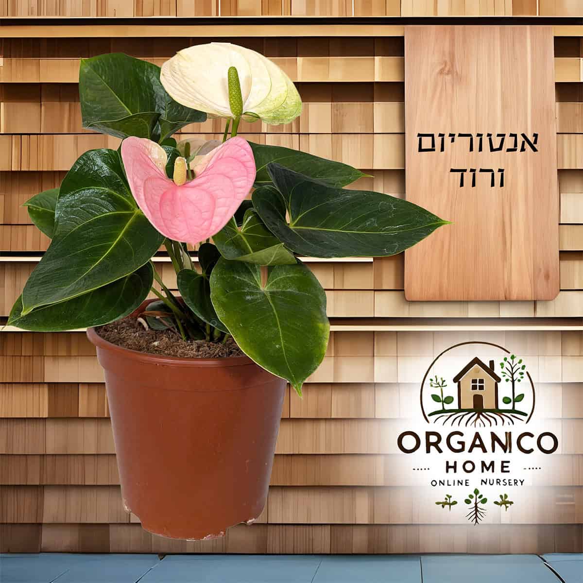 אנטוריום ורוד למכירה - מחיר