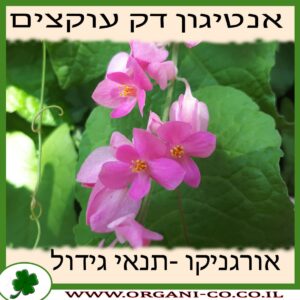 אנטיגון דק עוקצים גידול צמח