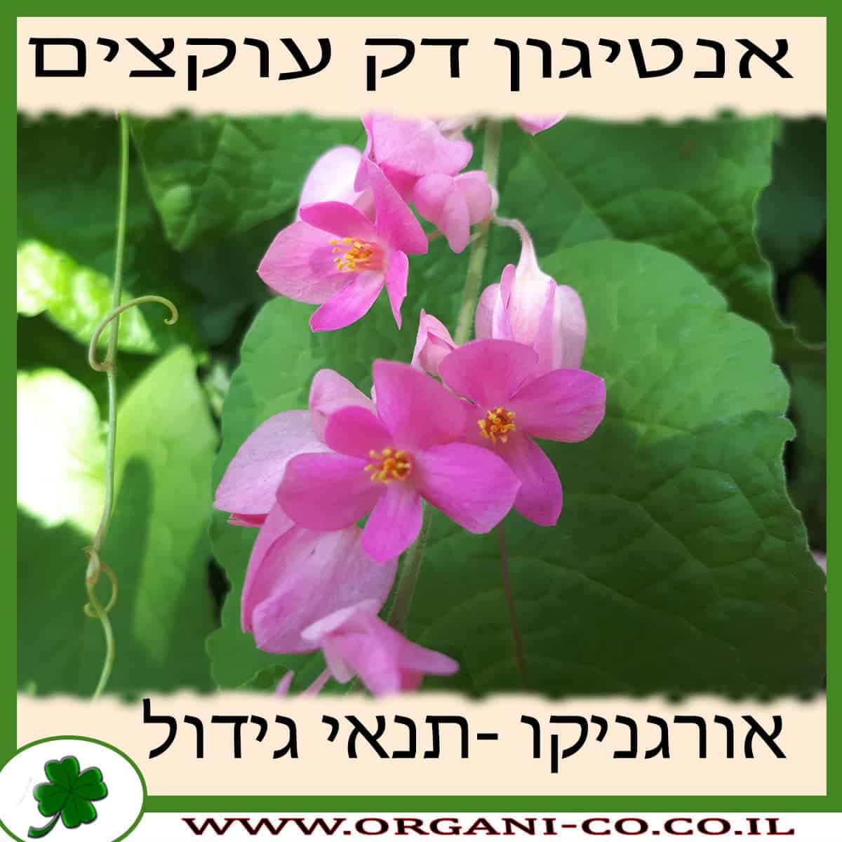 אנטיגון דק עוקצים גידול צמח