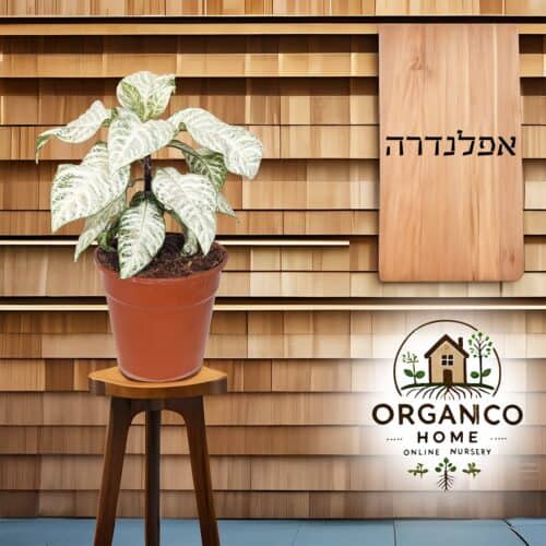 אפלנדרה 'ווייט ווש'