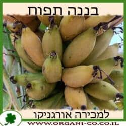 בננה תפוח