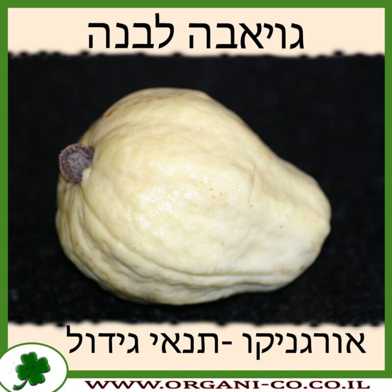 גויאבה לבנה גויאבה לבנה תנאי גידול