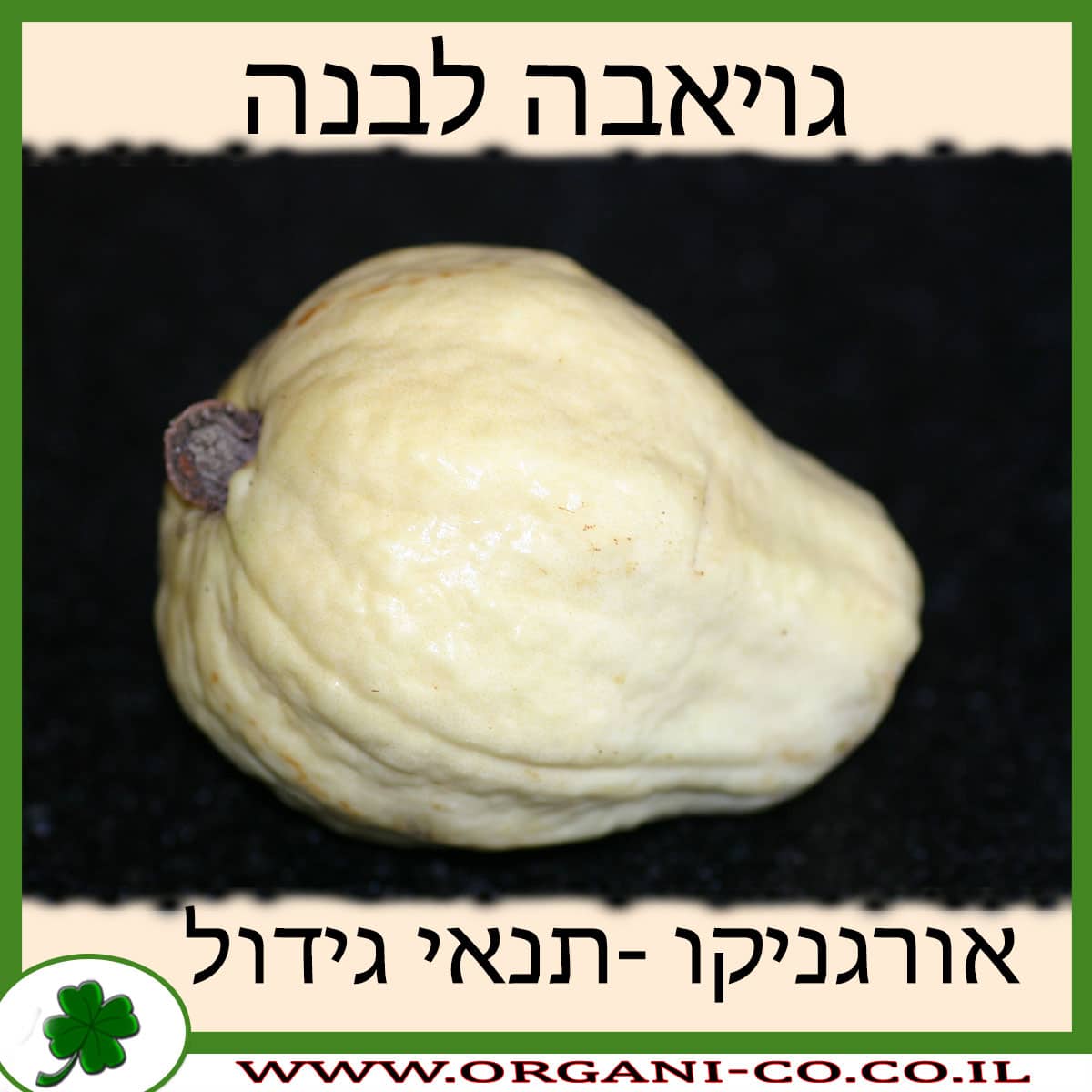 גויאבה לבנה תנאי גידול