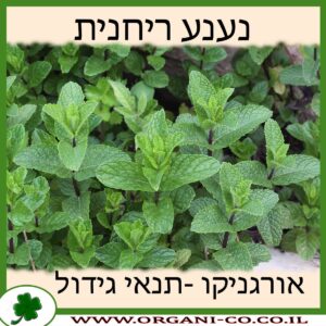 נענע ריחנית