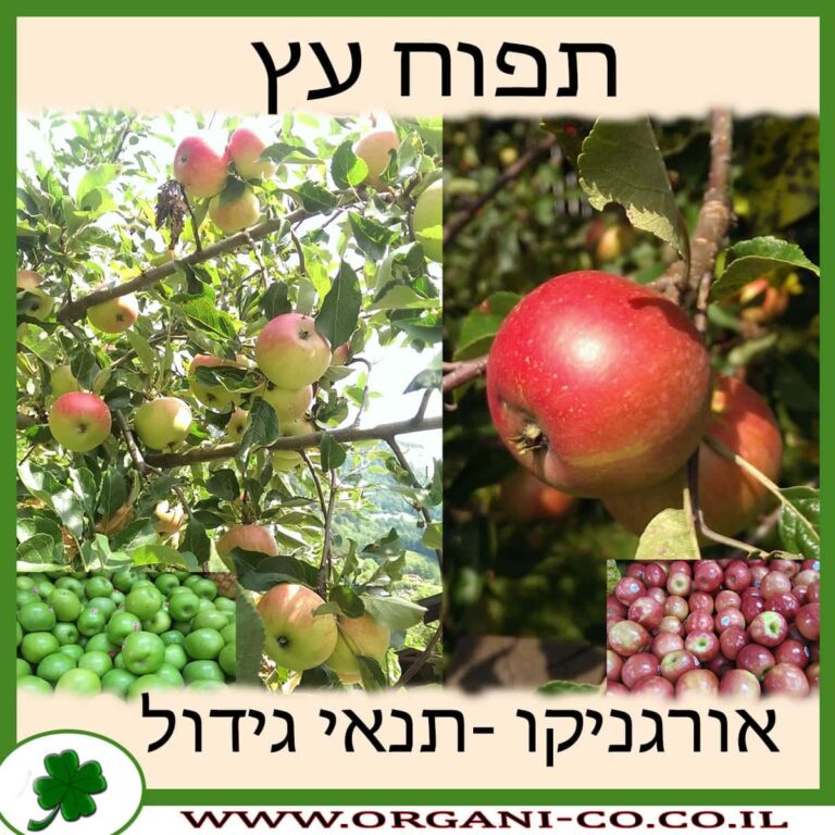 תפוח עץ תפוח עץ גידול צמח