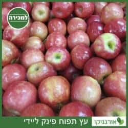 תפוח פינק ליידי