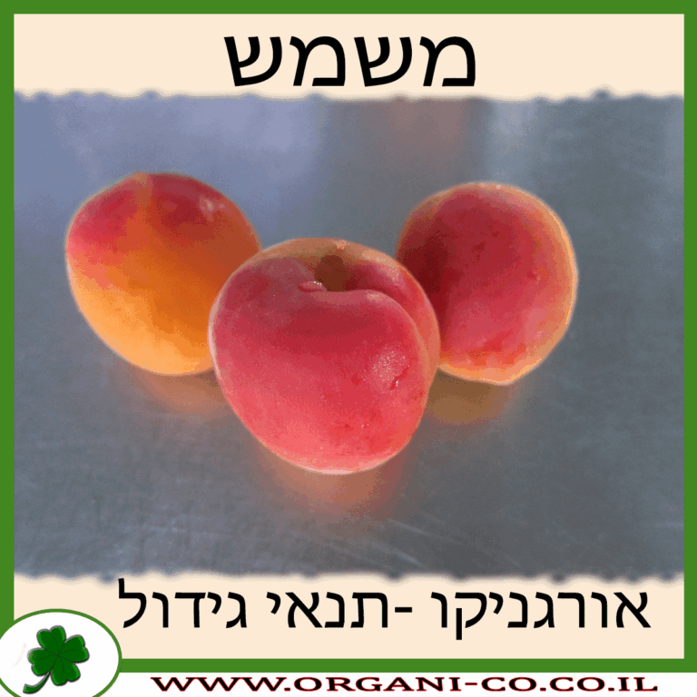 משמש עץ משמש גידול צמח