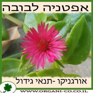 אפטניה לבובה גידול צמח