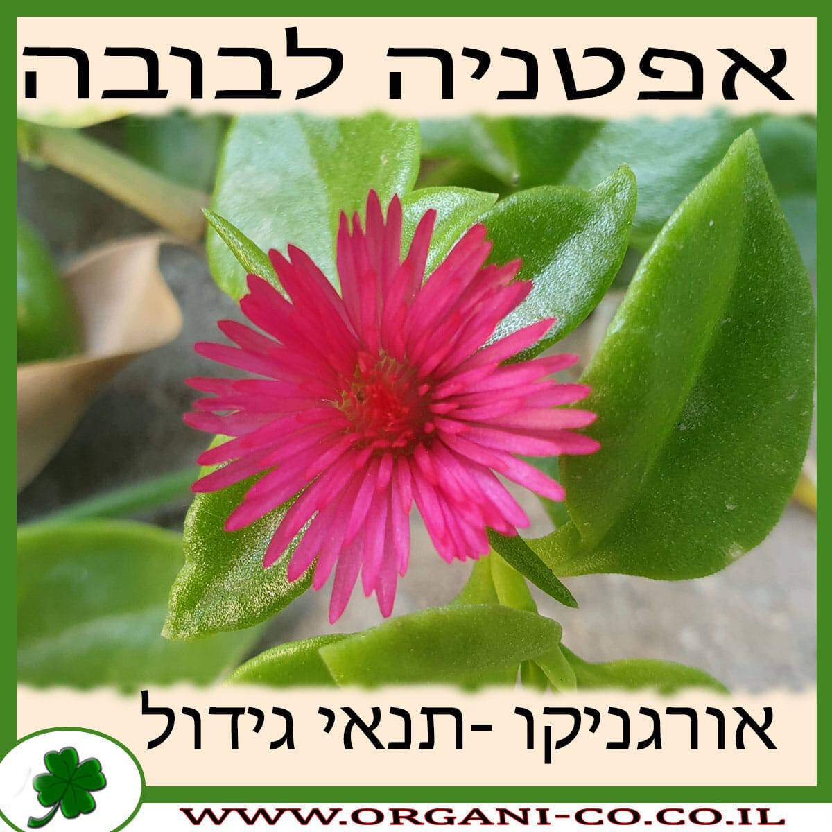אפטניה לבובה גידול צמח