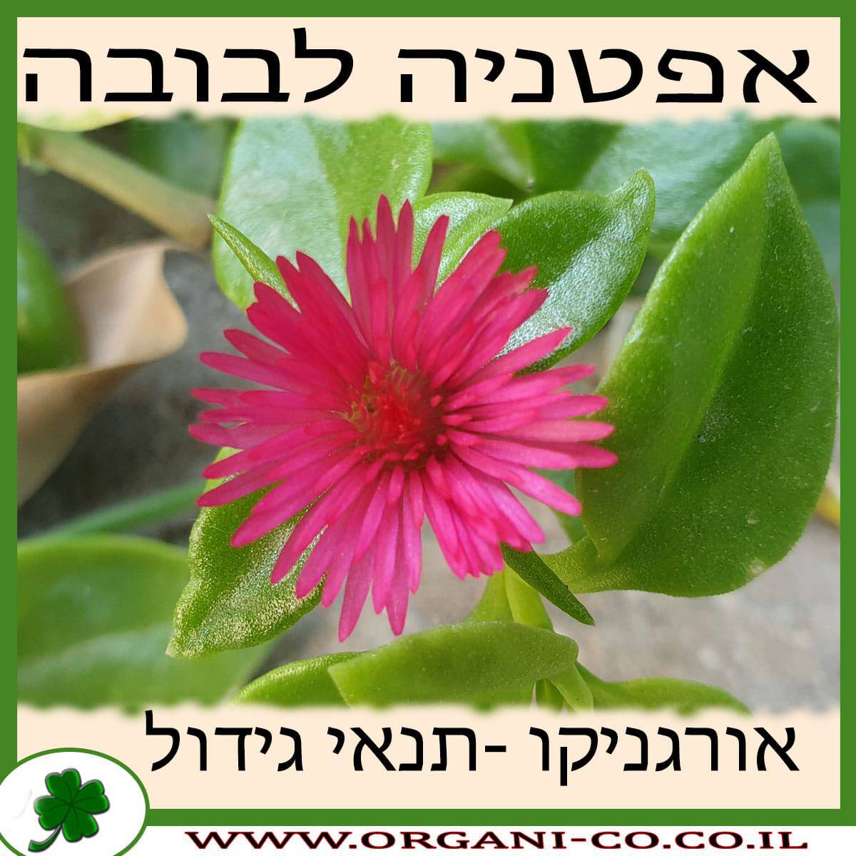 אפטניה לבובה גידול צמח