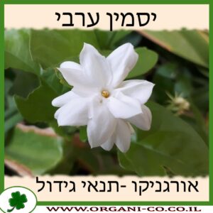 יסמין ערבי