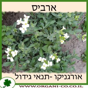 ארביס
