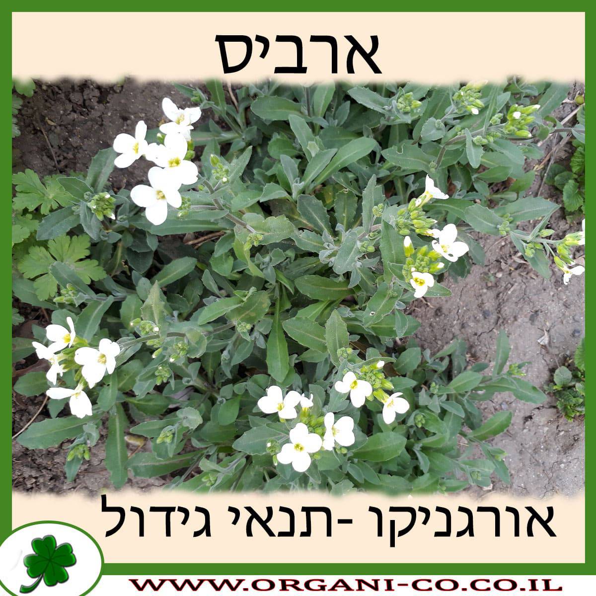 ארביס