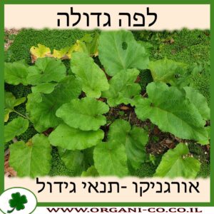 לפה גדולה