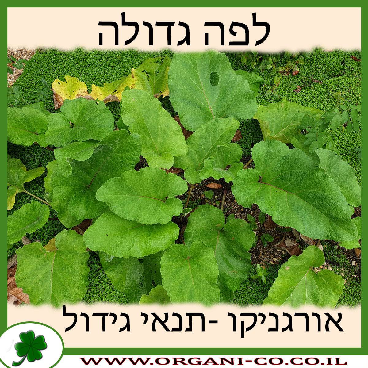 לפה גדולה