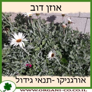 אוזן דוב