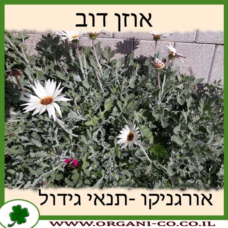 אוזן דוב אוזן דוב