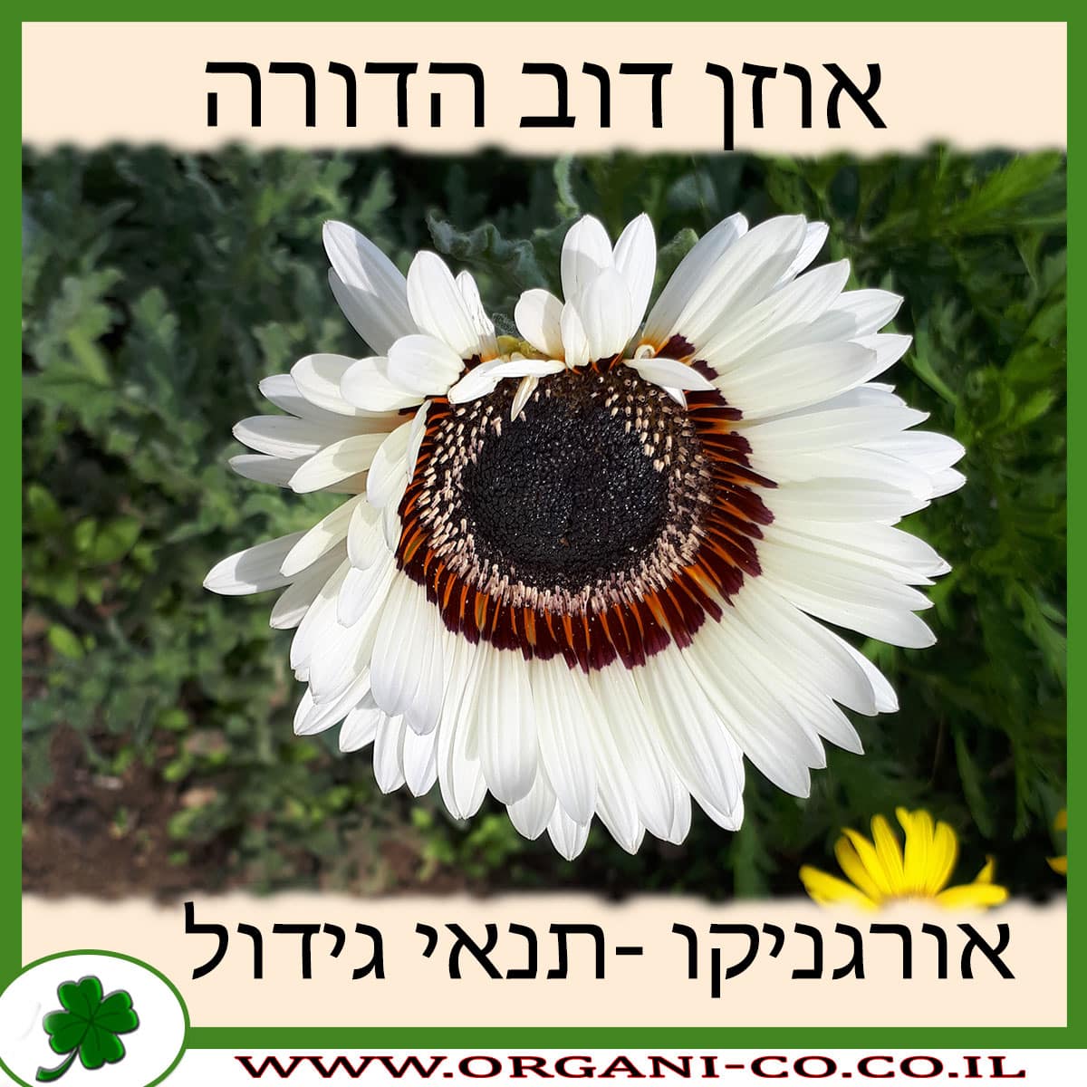 אוזן דוב הדורה