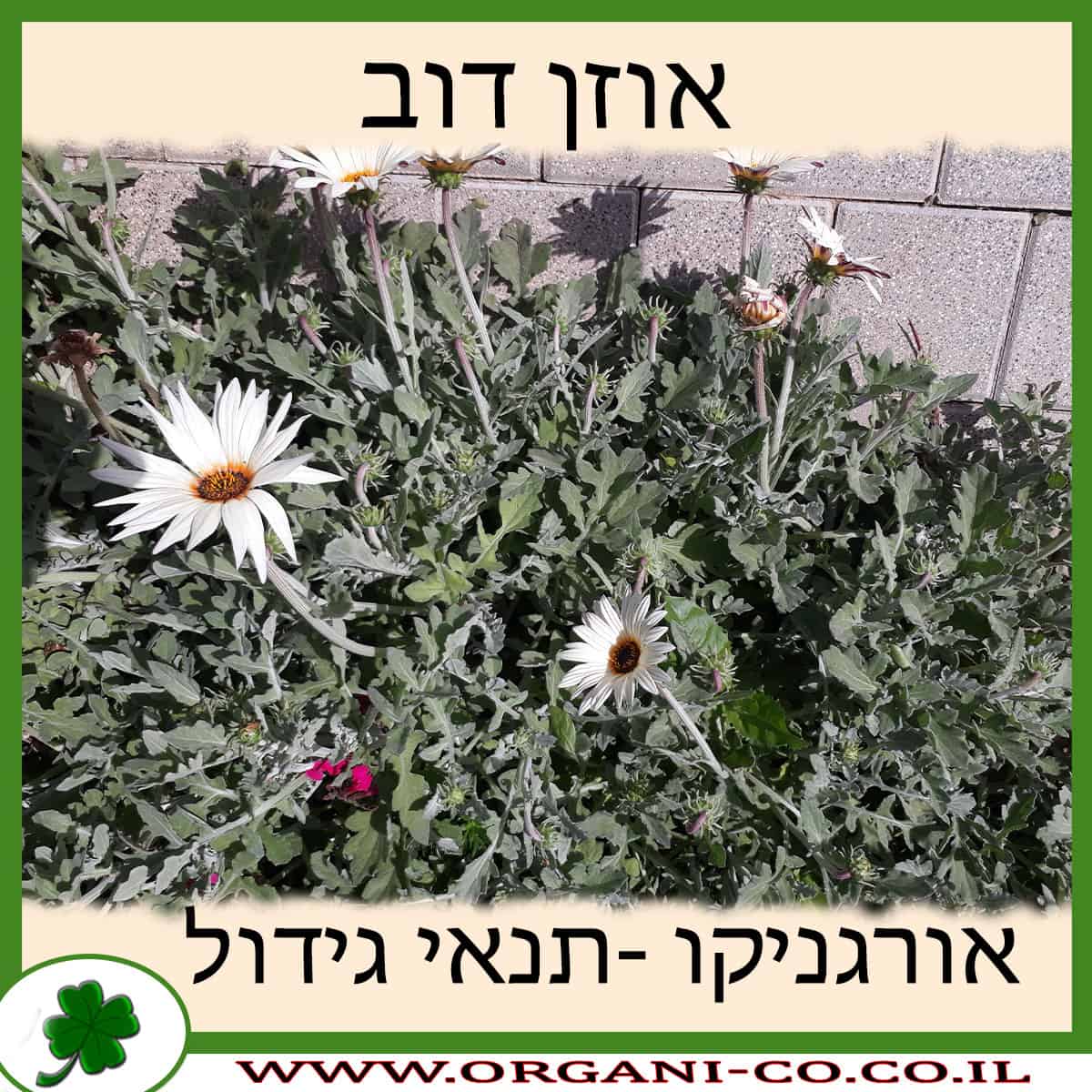 אוזן דוב