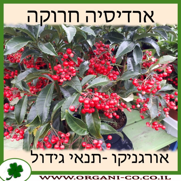 ארדיסיה חרוקה ארדיסיה חרוקה