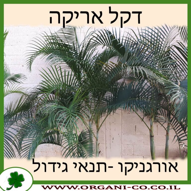 דקל אריקה דקל אריקה
