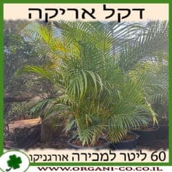 דקל אריקה 60 ליטר