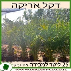 דקל אריקה 25 ליטר
