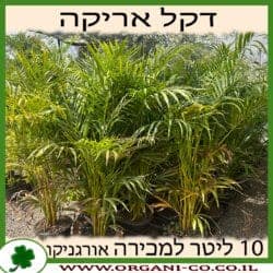 דקל אריקה 10 ליטר