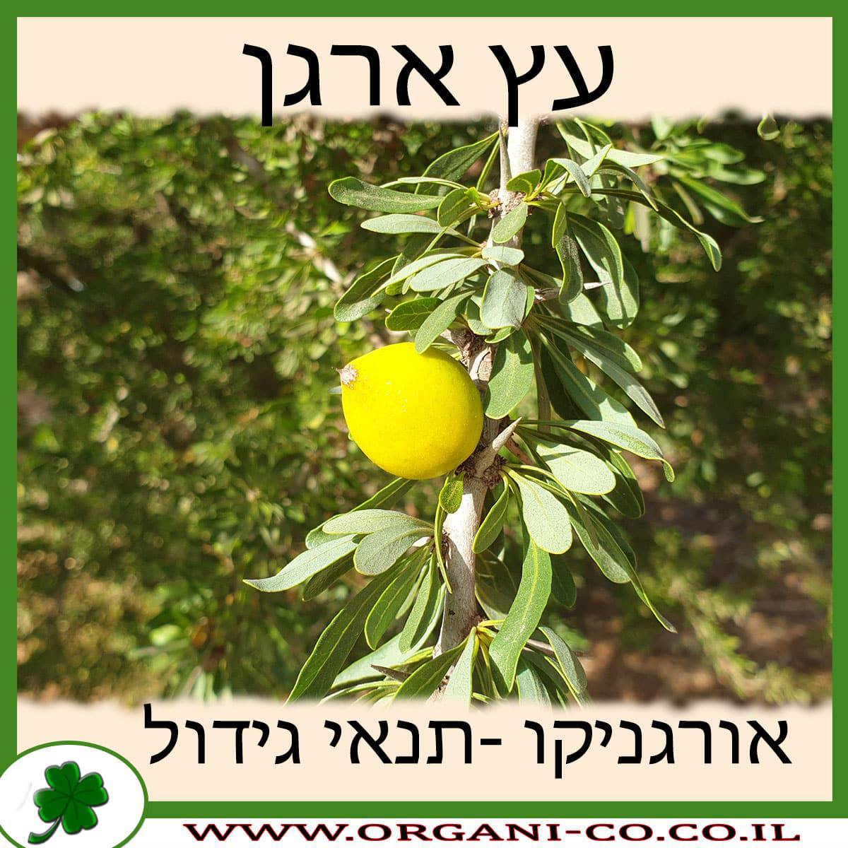 עץ ארגן גידול צמח
