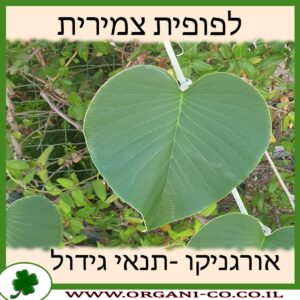 לפופית צמירית