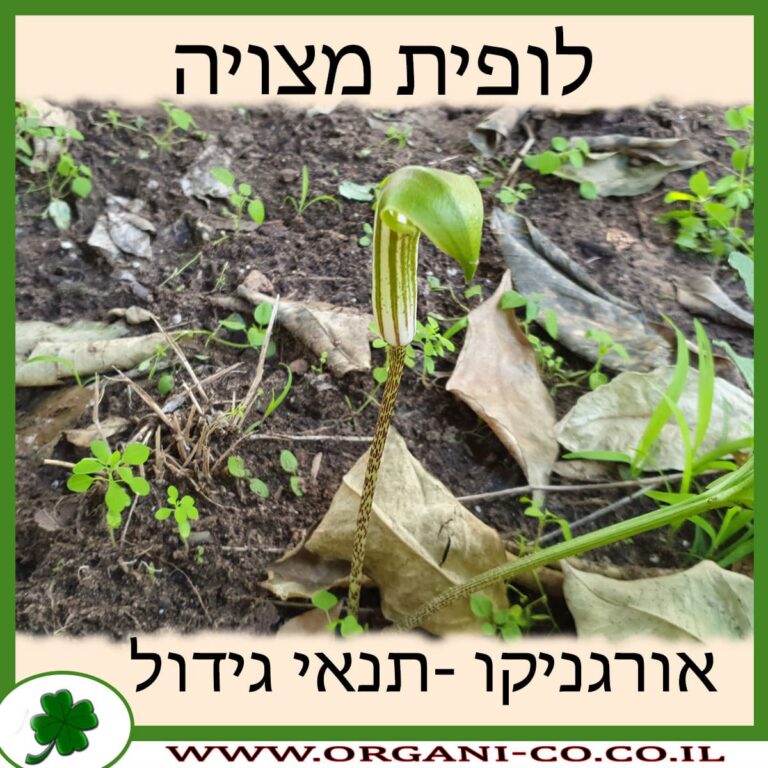 לופית מצויה לופית מצויה