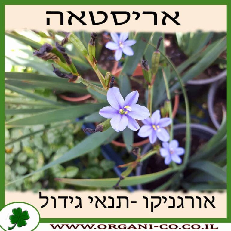 אריסטאה אריסטאה גידול צמח