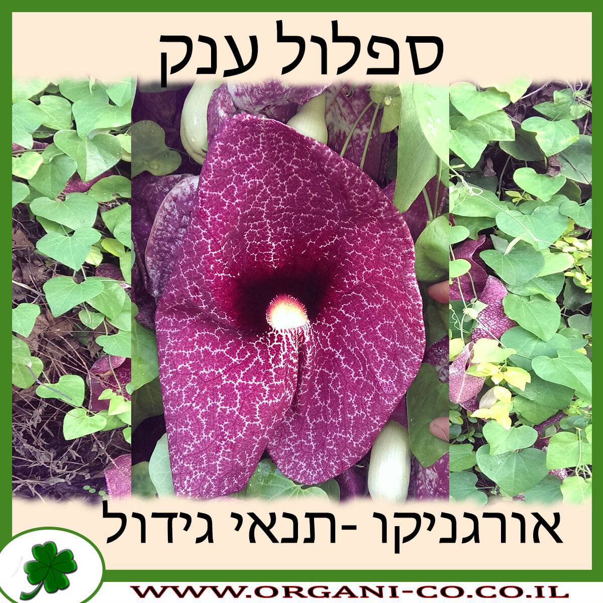 ספלול ענק