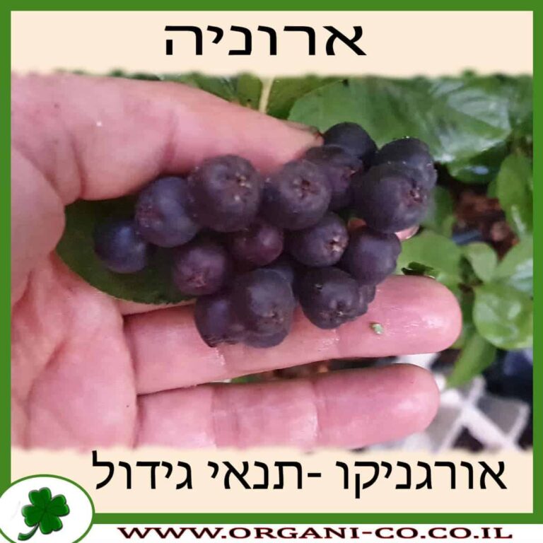 ארוניה ארוניה תנאי גידול